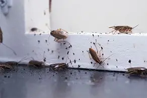 Insect Infestation