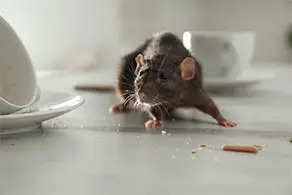 Rodent Infestation
