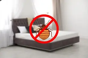 Bed Bugs