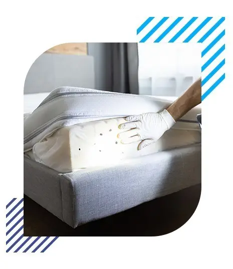 Bed Bugs