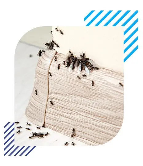 Insect Infestation
